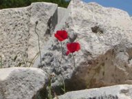 Ephesus,poppies,ruins